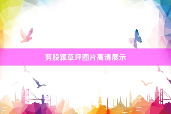剪股颖草坪图片高清展示